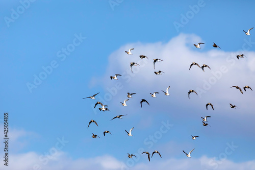 Flying birds. Blue sky background. Birds  Ruff. Philomachus pugnax. 