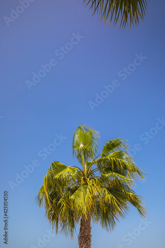 Palm branches against a cle...