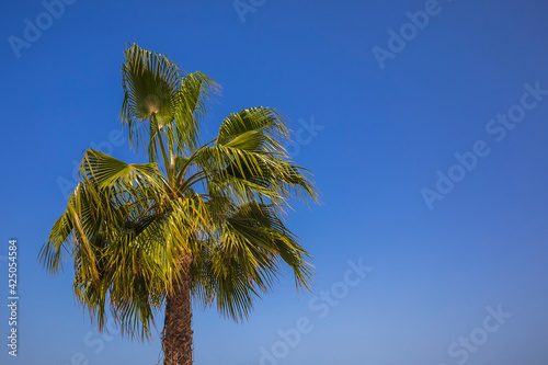 Palm branches against a cle...