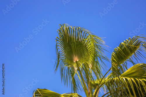 Palm branches against a cle...