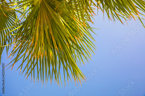 Palm branches against a clear blue sky