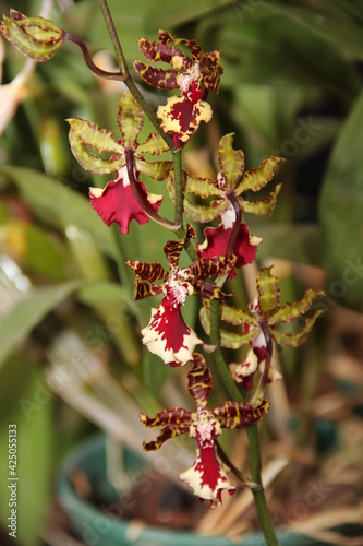 Orquídea