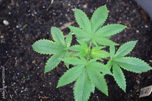 close up of cannabis leaf