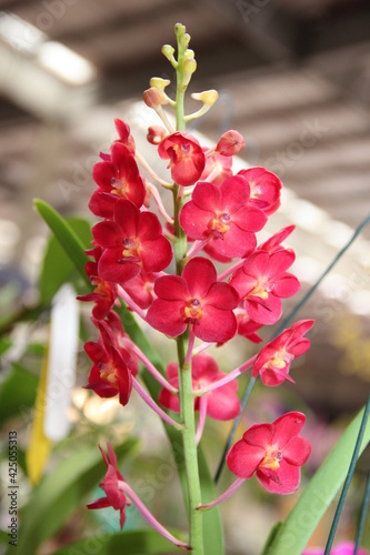 Orquídea