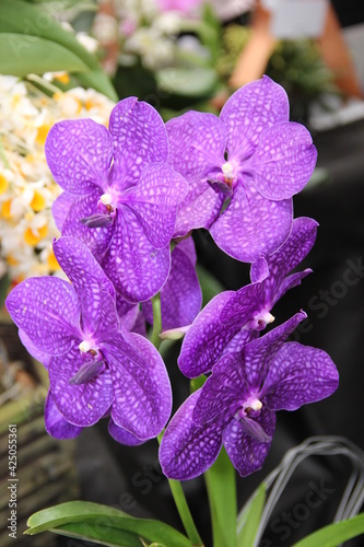 Orquídea