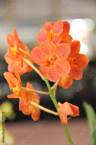 Orquídea