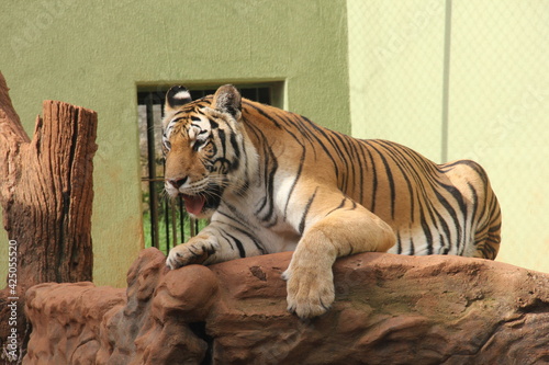 Tigre