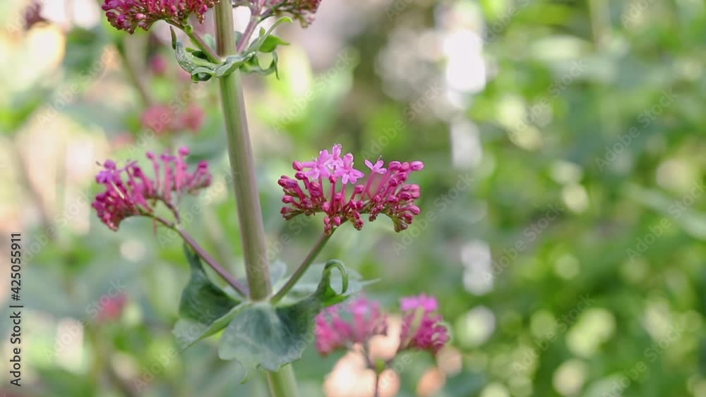 Blossom flowers of red valerian Blossom flowers of red valerian