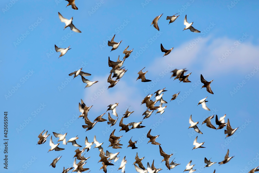 Obraz premium Flying birds. Blue sky background. Birds: Ruff. Philomachus pugnax. 