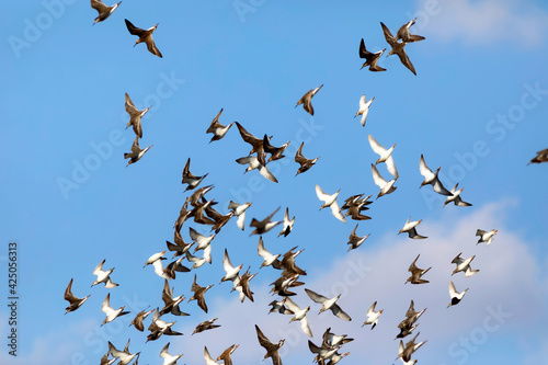 Flying birds. Blue sky background. Birds: Ruff. Philomachus pugnax.  © serkanmutan