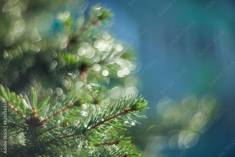 Blurred green pine branch with needles and bokeh