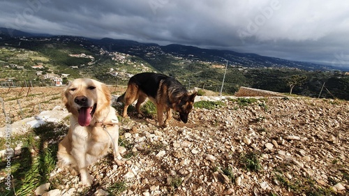 Happy dogs walking in the vineyard. Golden retriever and German shepherd dogs enjoying the day. Summer season.