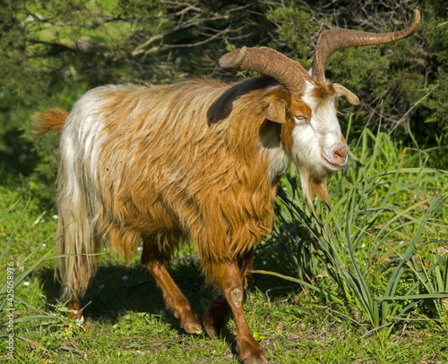 Capra selvatica