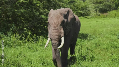 African savanna elephant standing at the waterside. scientific expedition in Tanzania, professional cinema equipment, Leica optics, downscale 6K.
