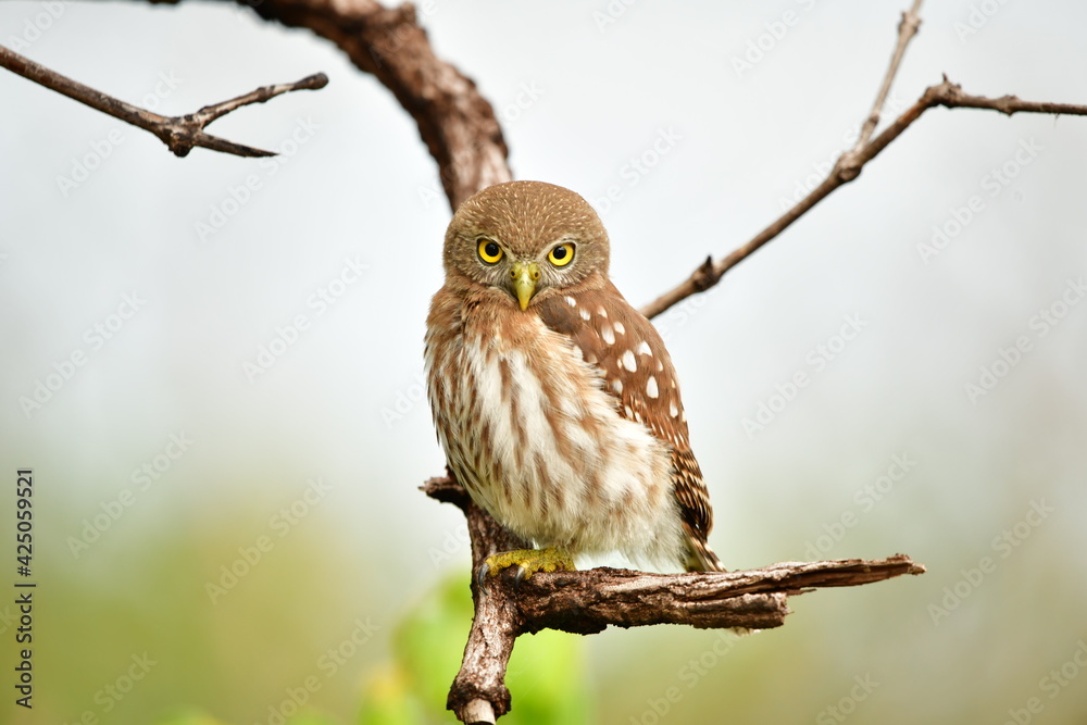 Obraz premium caburé