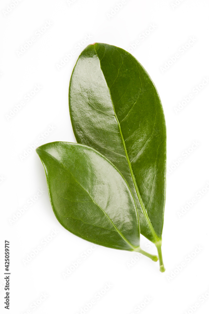 Obraz premium Green leaf