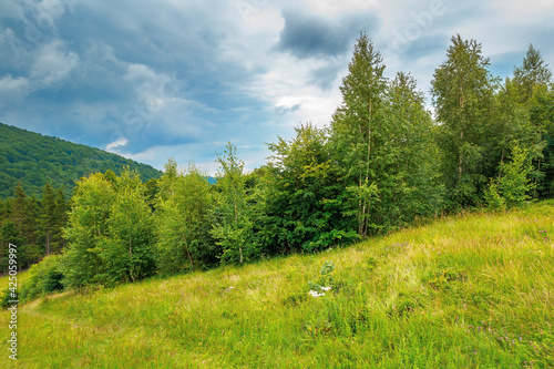 trees on the hill in summer scenery. beautiful mountain landscape on a cloudy day