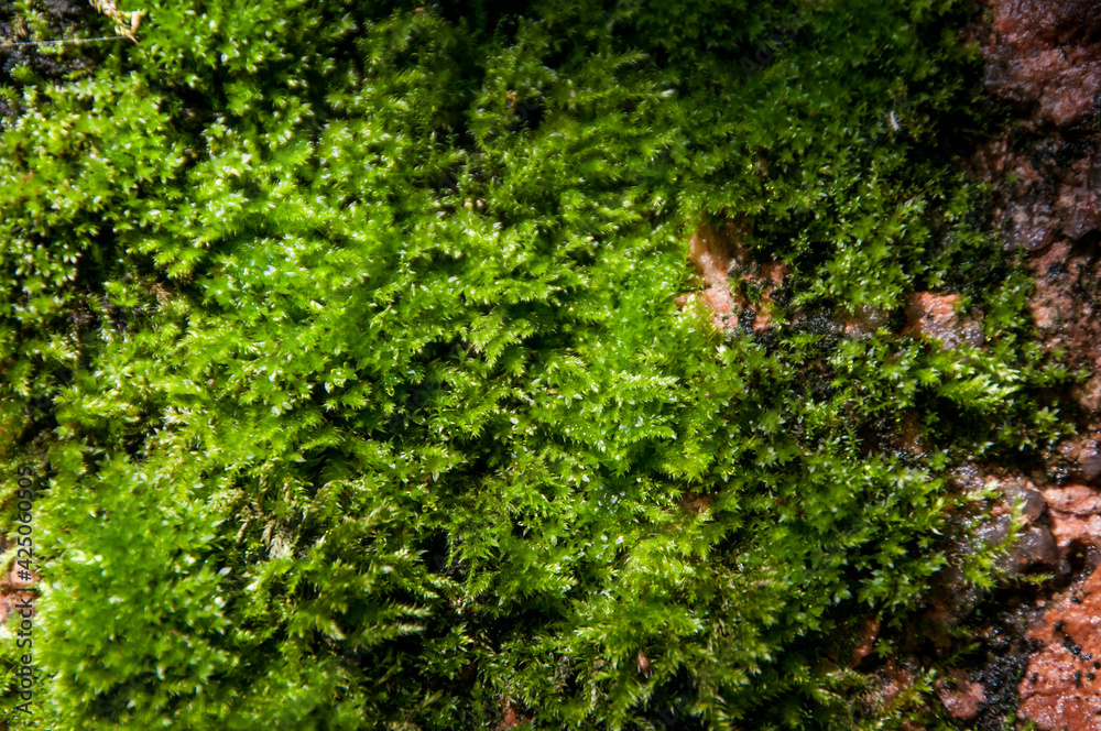Close-up of green moss on a red granite rock. Texture of stone and moss. Macro photography. 