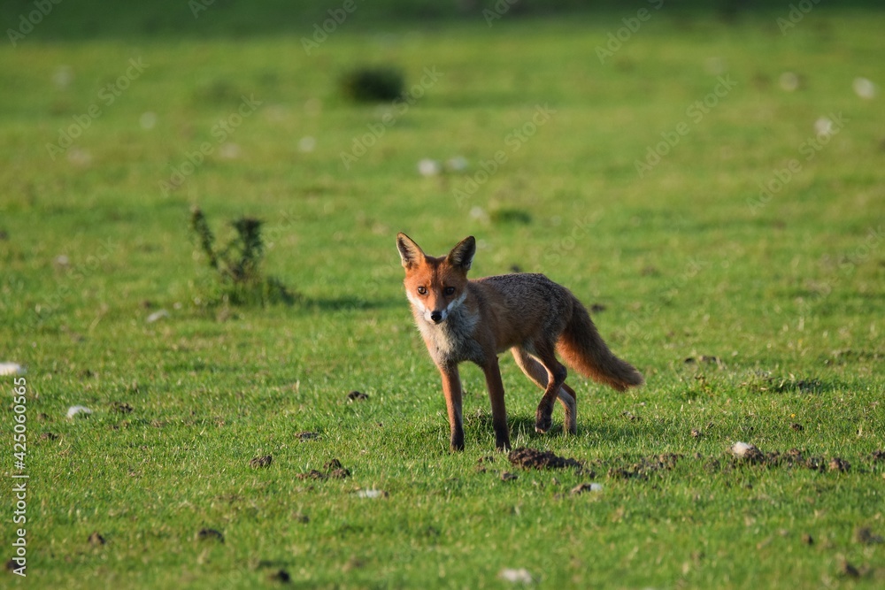 fox in field fox in field