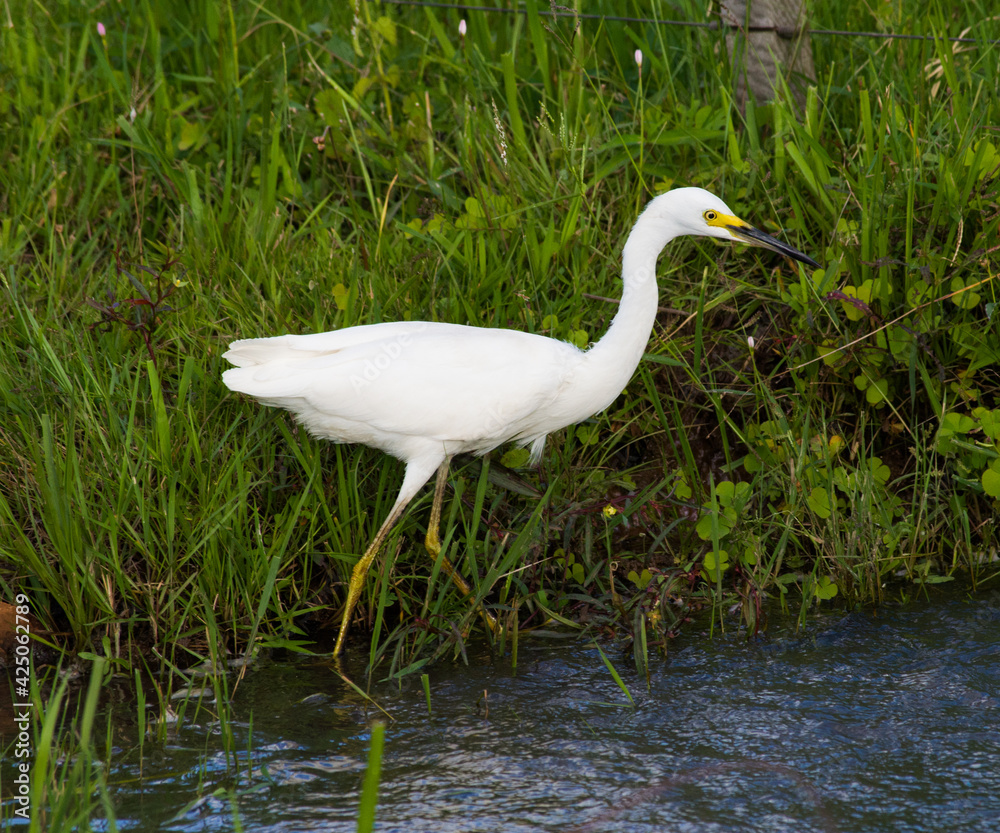great white heron great white heron