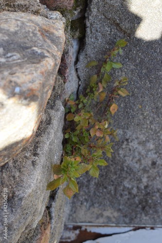 Young pellitory of the wall (Parietaria judaica) growing from a worn out stone wall