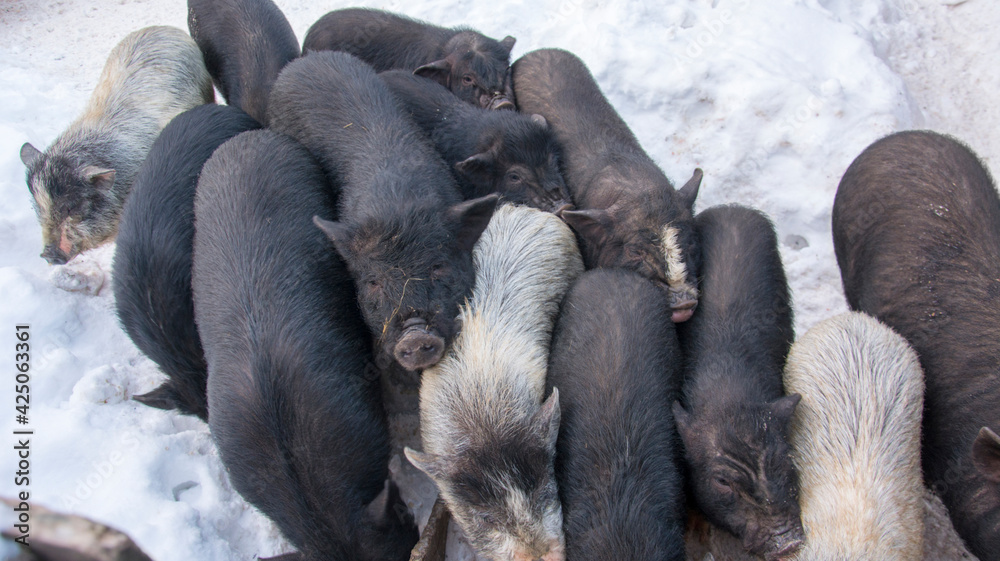 In winter, a family of pigs in the snow. In winter, a family of pigs in the snow.
