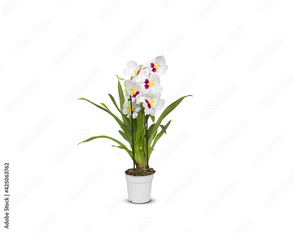 beautiful orchids in pots isolated on white background with clipping path