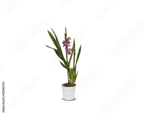 beautiful orchids in pots isolated on white background with clipping path © Little Studio1