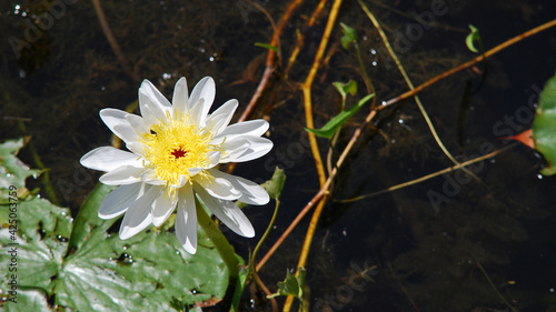 white lotus flower in the lake in the sun, closeup, fully open