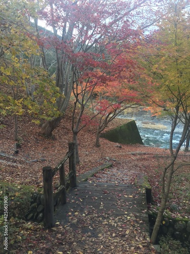 View of the colorful leaves