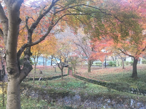 View of the colorful leaves