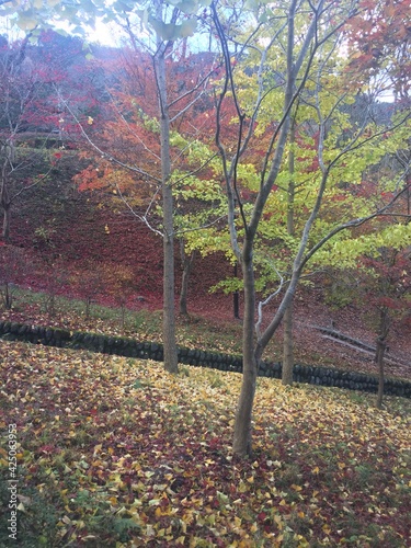 View of the colorful leaves