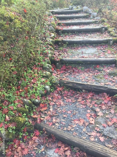 View of the colorful leaves