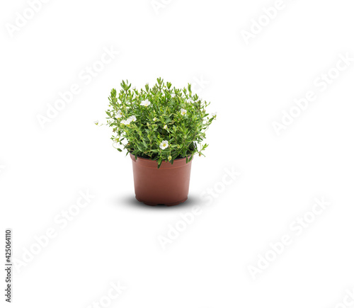 Beautiful flowers in a pot isolated on white background with clipping path