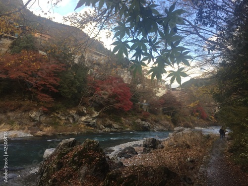 View of the colorful leaves