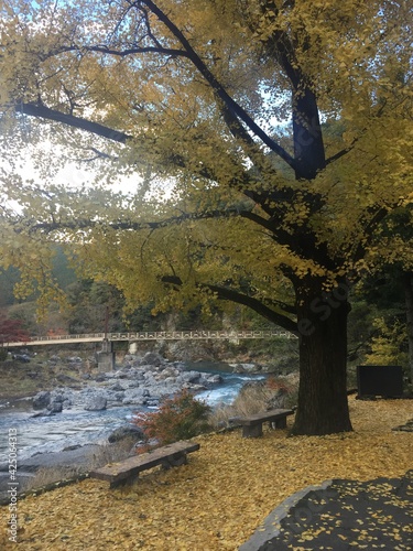 View of the colorful leaves