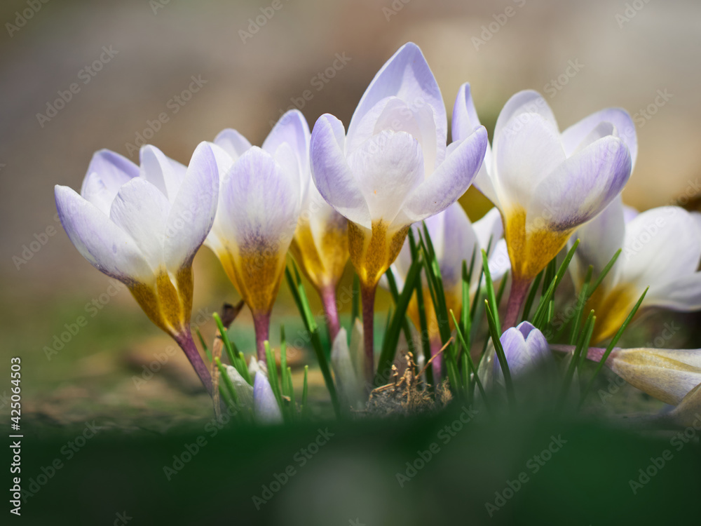 Fototapeta premium Spring crocuses bloom in the garden.