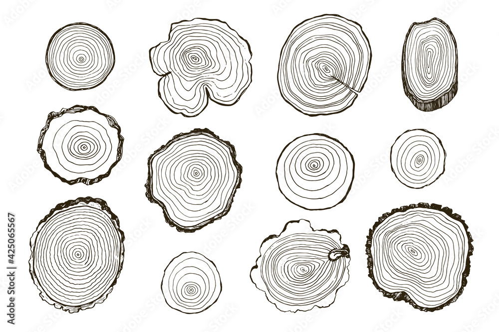 Tree rings hand drawn vector illustrations line set