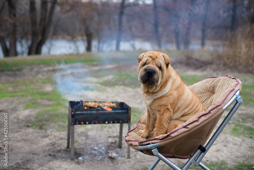 the dog sharpey is sitting on a chair in nature, next to the barbecue, looking at the camera. portrait of dogs close-up, red happy dog with owners