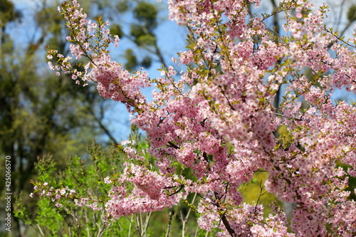pink cherry  blossom in spring
