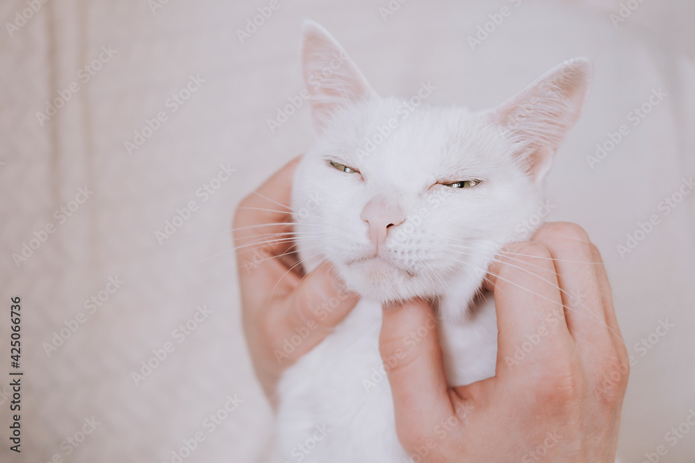 Human hands stroking the face of a white cat close-up. The concept of love for pets, of the cat's trust in man.