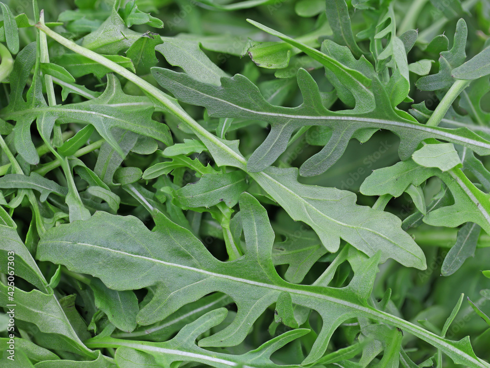 close up of fresh green rucola, arugula salad detail background close up of fresh green rucola, arugula salad detail background
