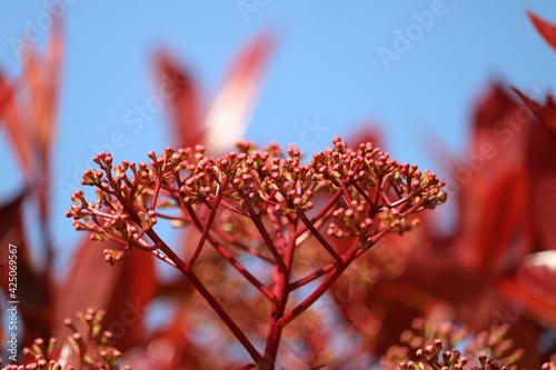 Photinia serrulata