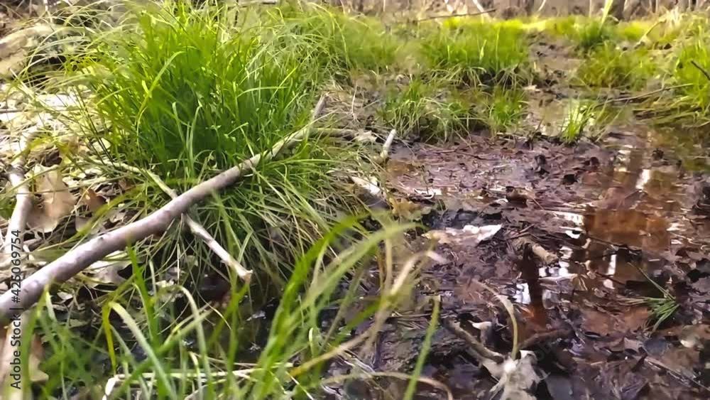 Idyllic moorland scenery in slow motion with swamp at a forest creek as peaceful wilderness for hiking and trekking on adventure holidays in marshland and swamp moor to relax and meditative recreation