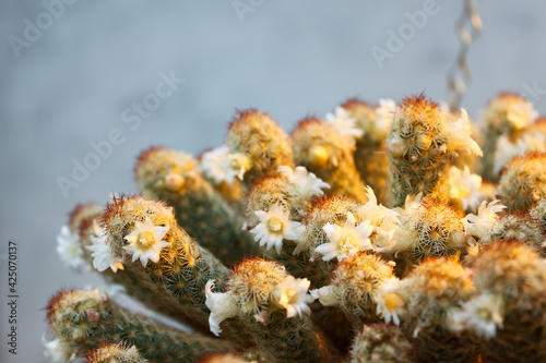 Blooming white flower cactus
