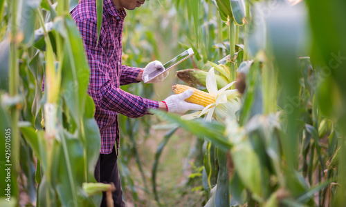 Corn cob in farmer hands while working on agricultural field, closeup