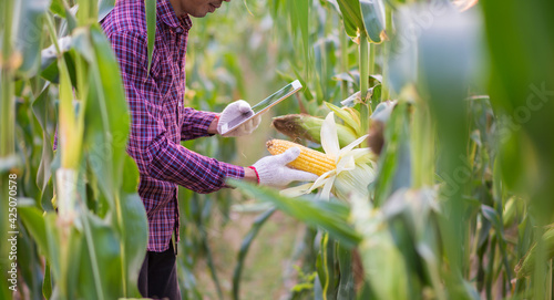Corn cob in farmer hands while working on agricultural field, closeup
