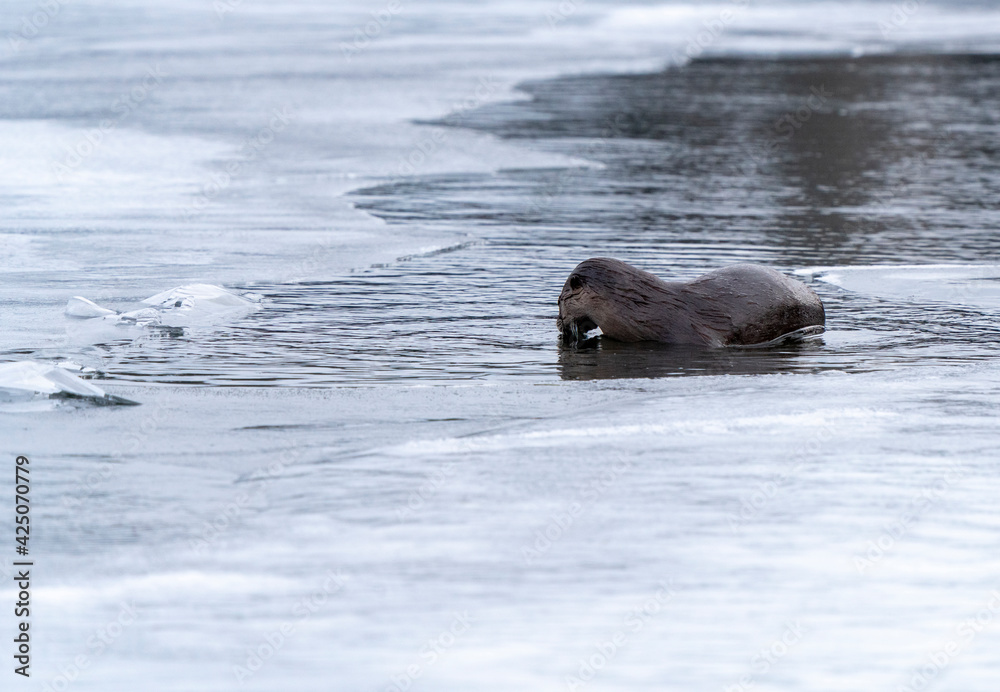 Fototapeta premium River Otters Saskatchewan