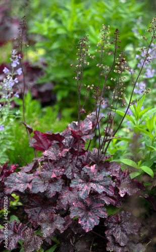 Obraz na płótnie Heuchera Midnight Rose, a late blooming coral bell with tiny white flowers again