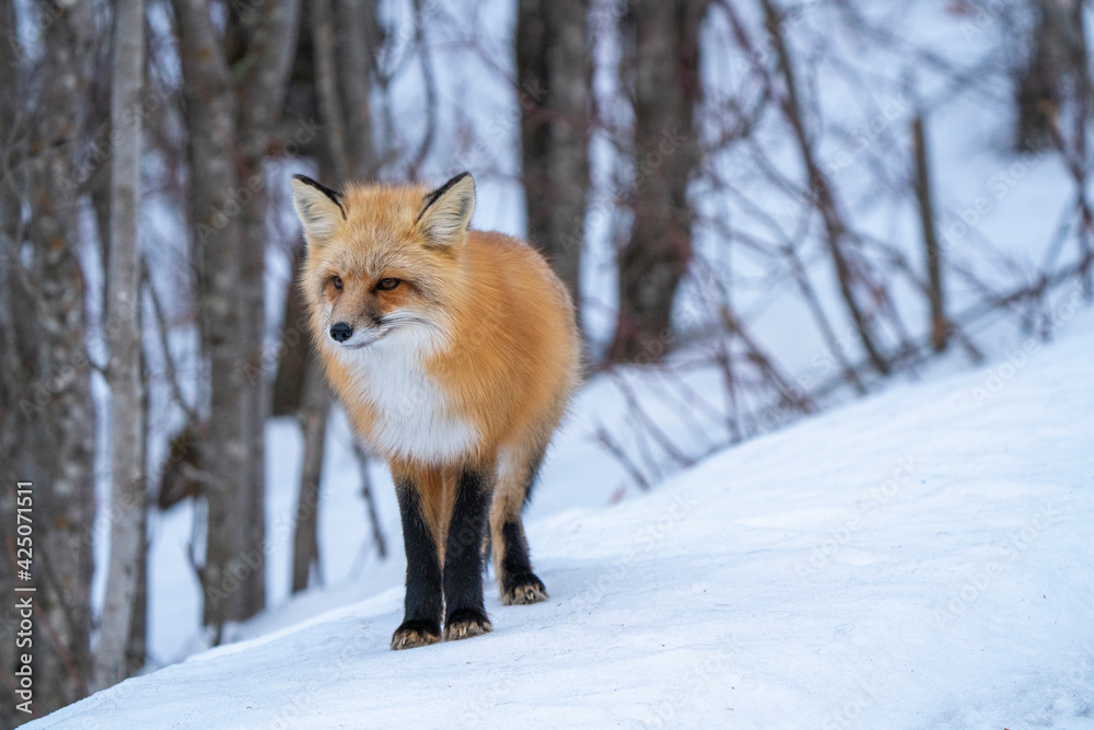 Fox Close Up Fox Close Up